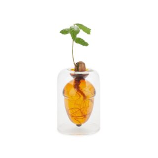 Seed grower Acorn Vase brown - Balvi