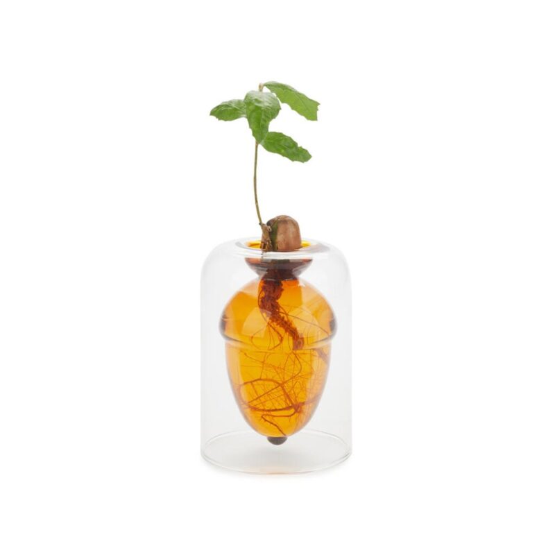 Glass seed grower acorn vase by Balvi for growing an oak tree from an acorn