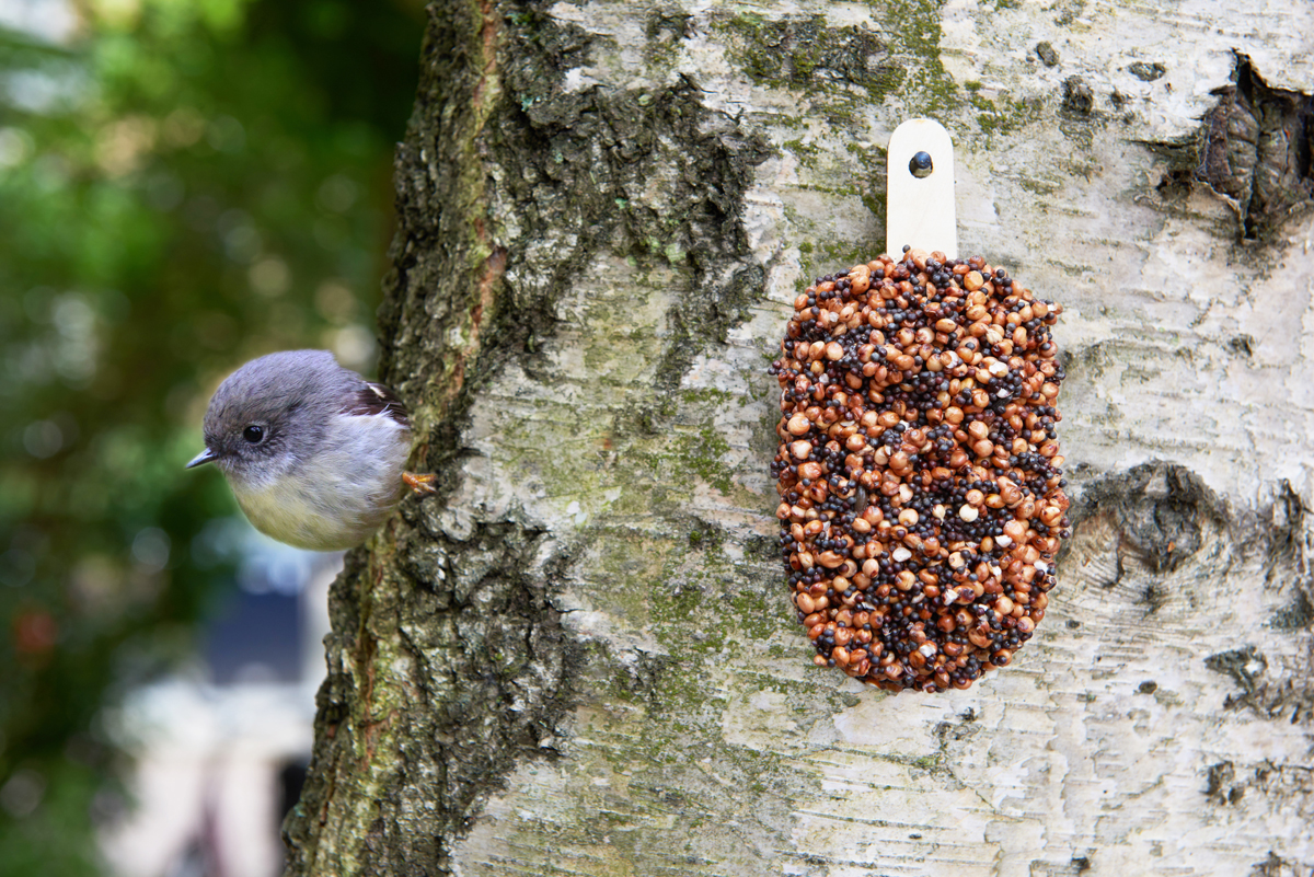 Desserts for Birds Mixed Temptation bird dessert with mixed seeds